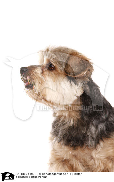 Yorkshire Terrier Portrait / Yorkshire Terrier Portrait / RR-34488