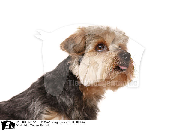 Yorkshire Terrier Portrait / Yorkshire Terrier Portrait / RR-34490