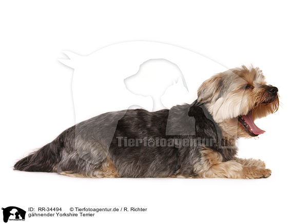 ghnender Yorkshire Terrier / yawning Yorkshire Terrier / RR-34494