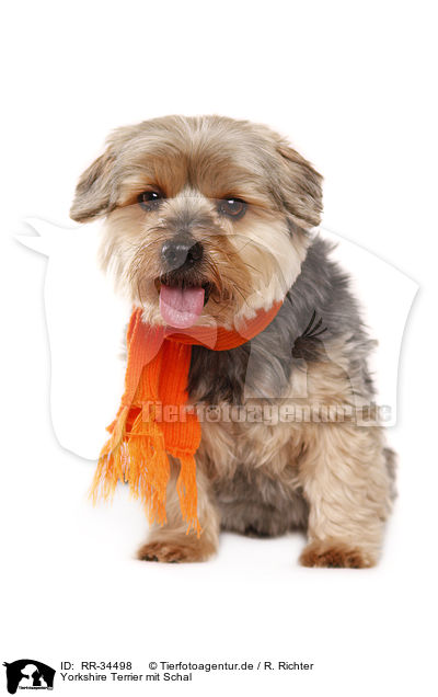 Yorkshire Terrier mit Schal / Yorkshire Terrier with shawl / RR-34498
