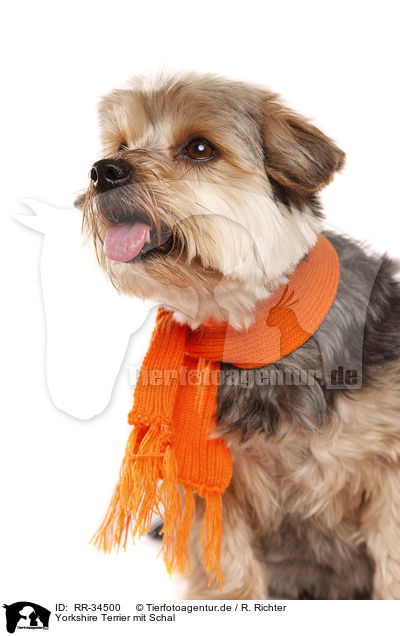 Yorkshire Terrier mit Schal / Yorkshire Terrier with shawl / RR-34500