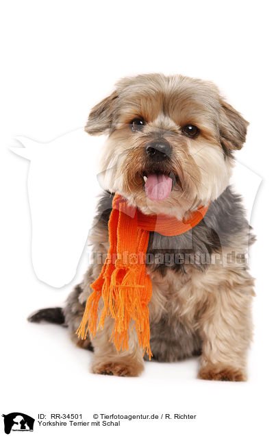Yorkshire Terrier mit Schal / Yorkshire Terrier with shawl / RR-34501