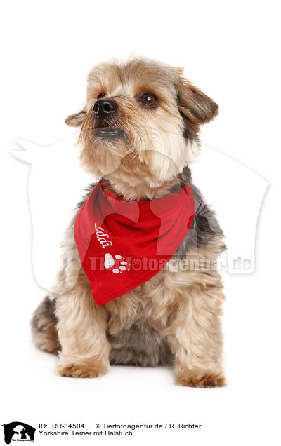 Yorkshire Terrier mit Halstuch / Yorkshire Terrier with scarf / RR-34504