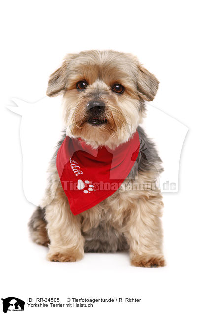 Yorkshire Terrier mit Halstuch / Yorkshire Terrier with scarf / RR-34505