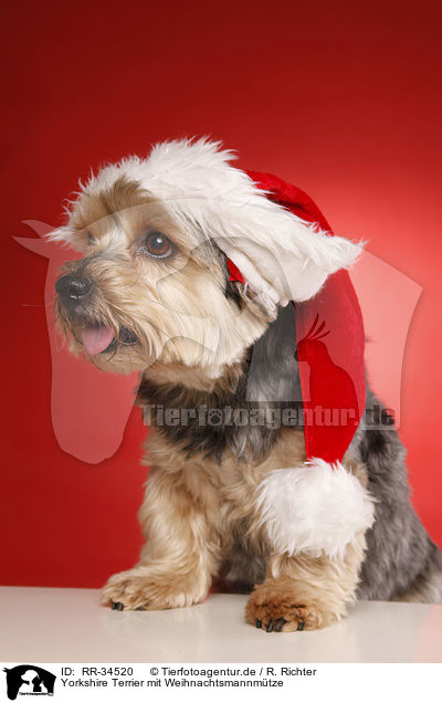 Yorkshire Terrier mit Weihnachtsmannmtze / Yorkshire Terrier with santa hat / RR-34520