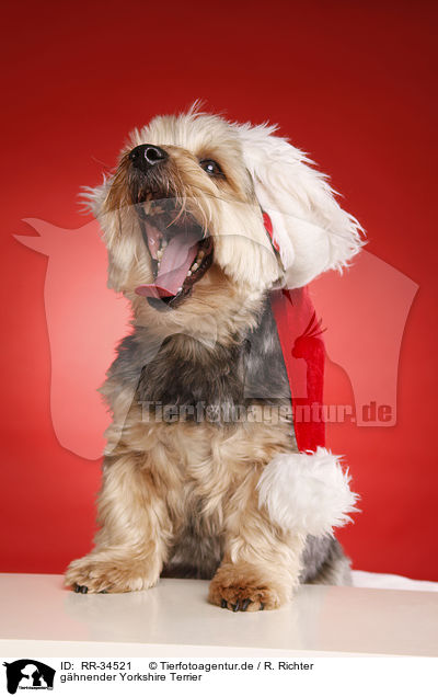 ghnender Yorkshire Terrier / yawning Yorkshire Terrier / RR-34521