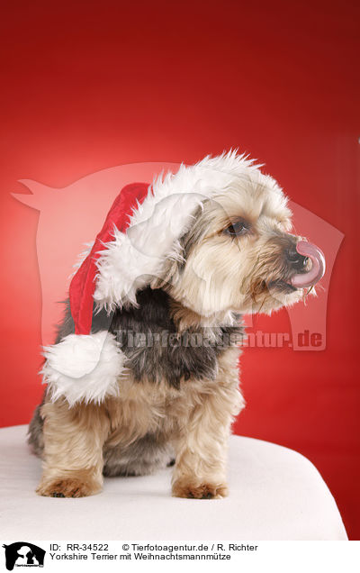 Yorkshire Terrier mit Weihnachtsmannmtze / Yorkshire Terrier with santa hat / RR-34522