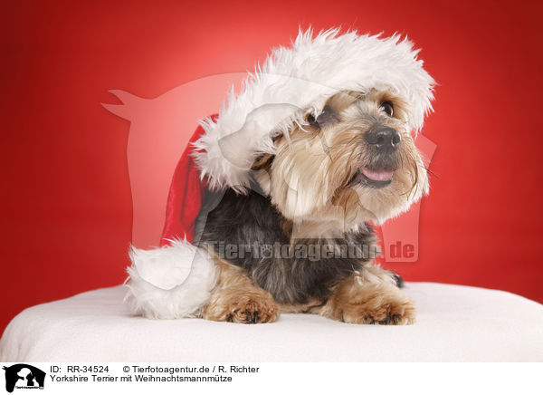 Yorkshire Terrier mit Weihnachtsmannmtze / Yorkshire Terrier with santa hat / RR-34524