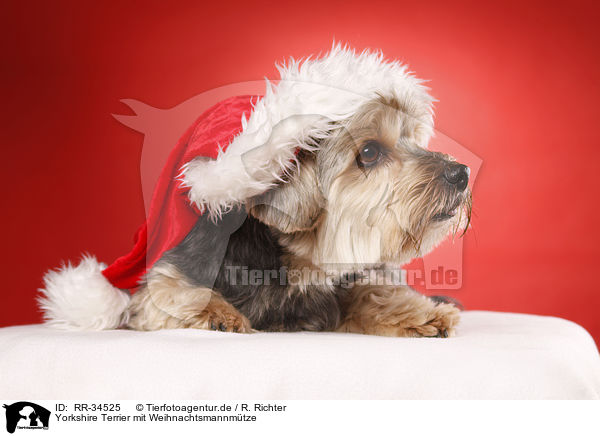 Yorkshire Terrier mit Weihnachtsmannmtze / Yorkshire Terrier with santa hat / RR-34525