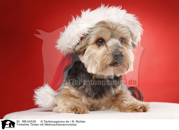 Yorkshire Terrier mit Weihnachtsmannmtze / Yorkshire Terrier with santa hat / RR-34526