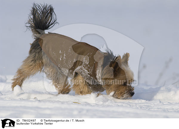 laufender Yorkshire Terrier / walking Yorkshire Terrier / TM-02497