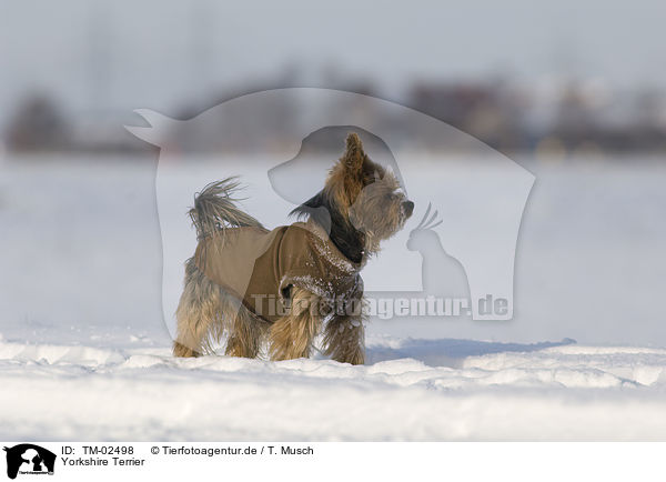 Yorkshire Terrier / Yorkshire Terrier / TM-02498