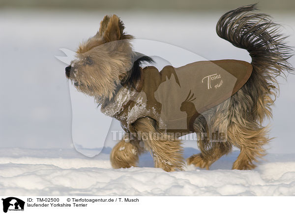 laufender Yorkshire Terrier / walking Yorkshire Terrier / TM-02500