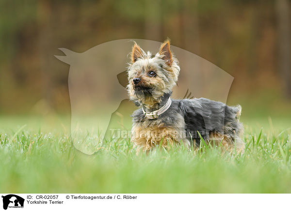 Yorkshire Terrier / Yorkshire Terrier / CR-02057