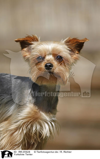 Yorkshire Terrier / Yorkshire Terrier / RR-35928