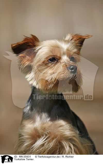 Yorkshire Terrier / Yorkshire Terrier / RR-35931