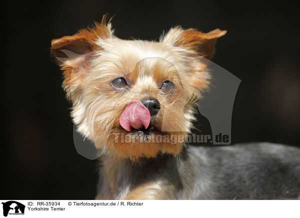 Yorkshire Terrier / Yorkshire Terrier / RR-35934