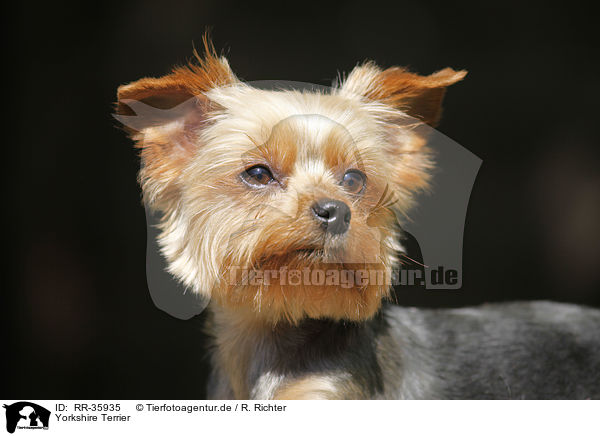 Yorkshire Terrier / Yorkshire Terrier / RR-35935