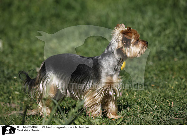 Yorkshire Terrier / Yorkshire Terrier / RR-35969