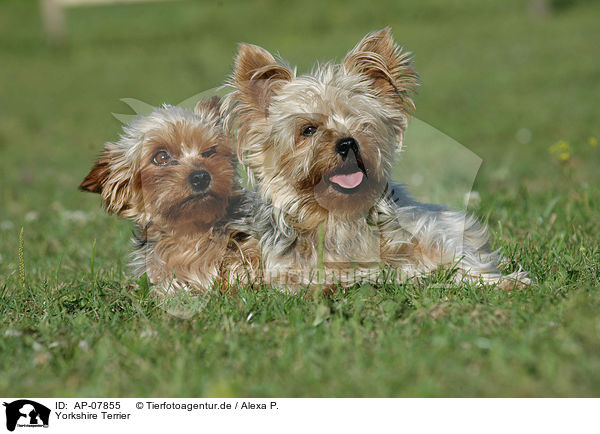 Yorkshire Terrier / Yorkshire Terrier / AP-07855