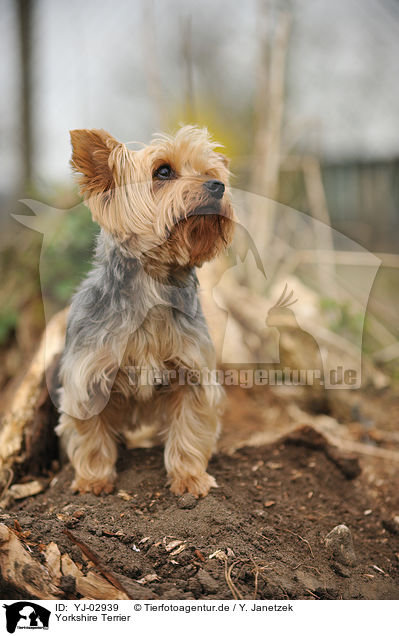Yorkshire Terrier / Yorkshire Terrier / YJ-02939