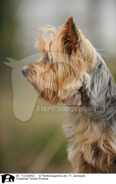 Yorkshire Terrier Portrait / Yorkshire Terrier Portrait / YJ-02942