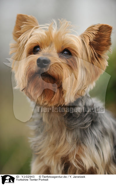 Yorkshire Terrier Portrait / Yorkshire Terrier Portrait / YJ-02943