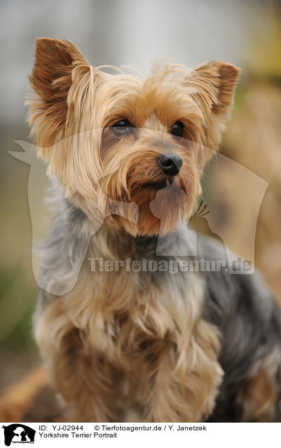 Yorkshire Terrier Portrait / Yorkshire Terrier Portrait / YJ-02944
