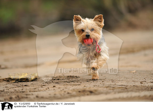 spielender Yorkshire Terrier / playing Yorkshire Terrier / YJ-02950