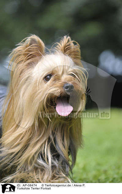 Yorkshire Terrier Portrait / Yorkshire Terrier Portrait / AP-08474