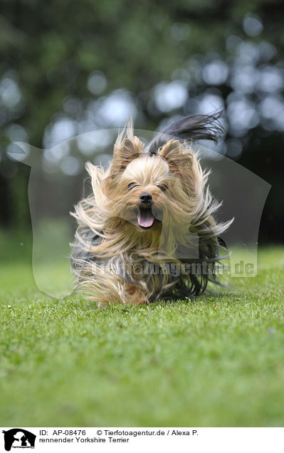 rennender Yorkshire Terrier / running Yorkshire Terrier / AP-08476
