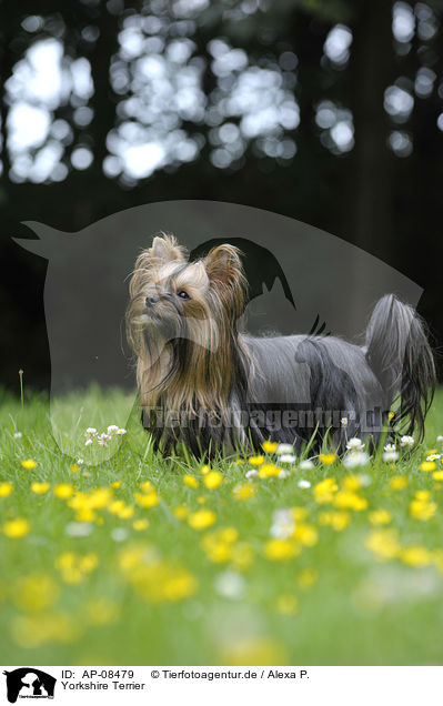 Yorkshire Terrier / Yorkshire Terrier / AP-08479
