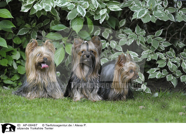 sitzende Yorkshire Terrier / sitting Yorkshire Terrier / AP-08487
