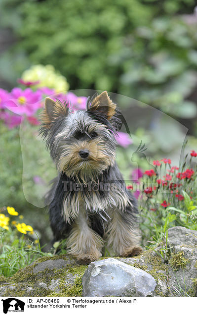 sitzender Yorkshire Terrier / sitting Yorkshire Terrier / AP-08489