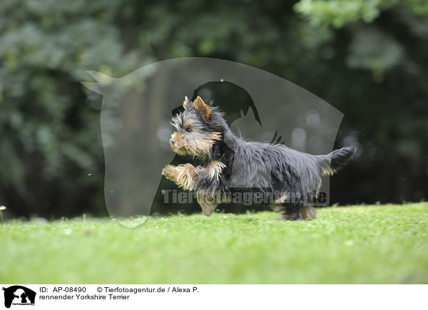 rennender Yorkshire Terrier / running Yorkshire Terrier / AP-08490