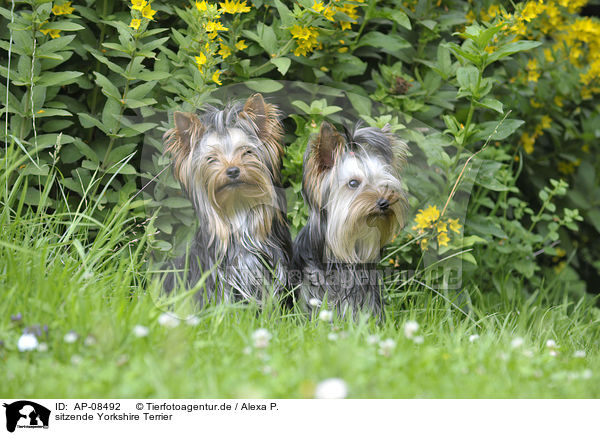 sitzende Yorkshire Terrier / sitting Yorkshire Terrier / AP-08492