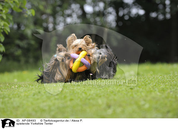 spielende Yorkshire Terrier / playing Yorkshire Terrier / AP-08493