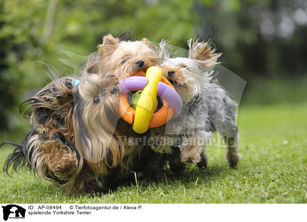 spielende Yorkshire Terrier / playing Yorkshire Terrier / AP-08494