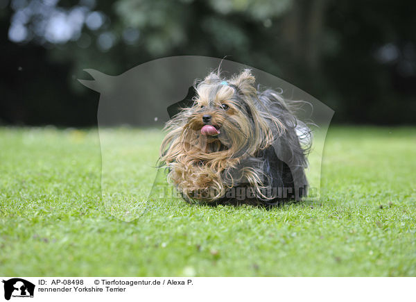 rennender Yorkshire Terrier / running Yorkshire Terrier / AP-08498