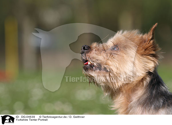 Yorkshire Terrier Portrait / Yorkshire Terrier Portrait / DG-04639