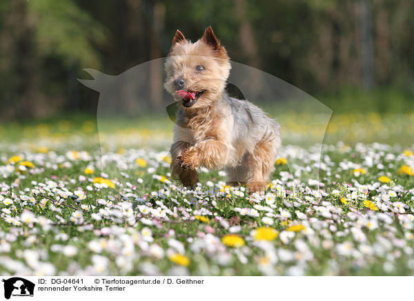 rennender Yorkshire Terrier / running Yorkshire Terrier / DG-04641