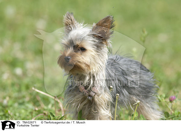 Yorkshire Terrier / Yorkshire Terrier / TM-02671