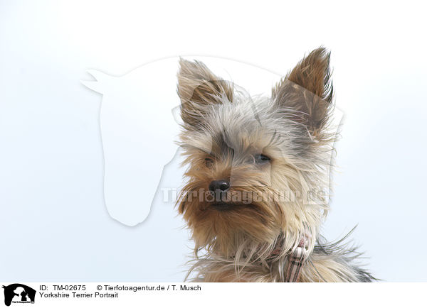 Yorkshire Terrier Portrait / Yorkshire Terrier Portrait / TM-02675