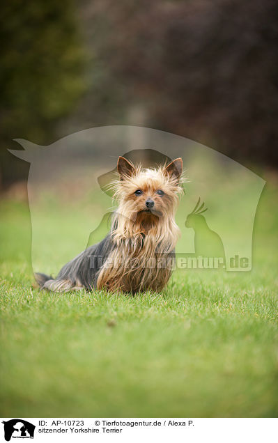 sitzender Yorkshire Terrier / sitting Yorkshire Terrier / AP-10723