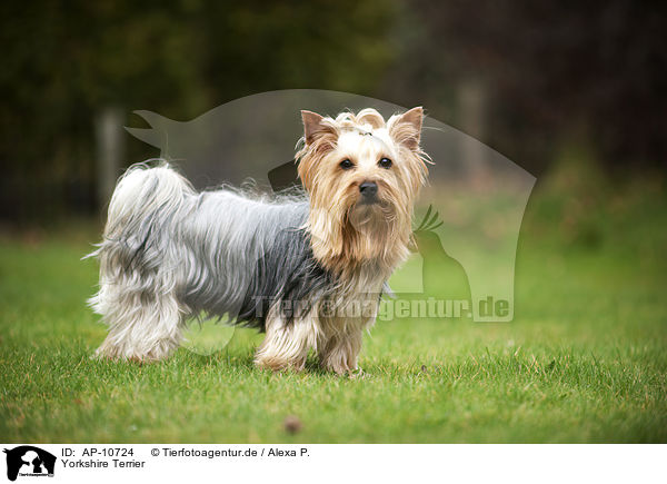 Yorkshire Terrier / Yorkshire Terrier / AP-10724
