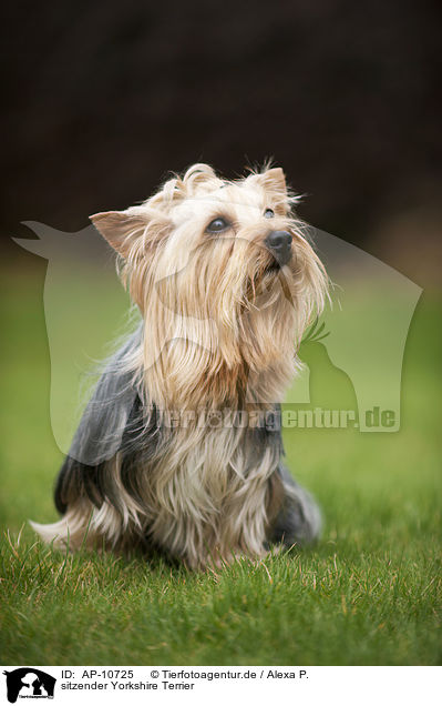 sitzender Yorkshire Terrier / sitting Yorkshire Terrier / AP-10725