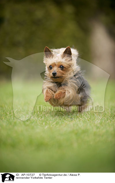 rennender Yorkshire Terrier / running Yorkshire Terrier / AP-10727
