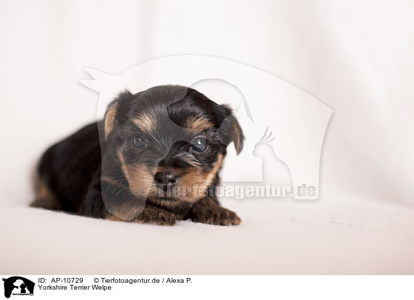 Yorkshire Terrier Welpe / Yorkshire Terrier Puppy / AP-10729