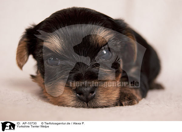 Yorkshire Terrier Welpe / Yorkshire Terrier Puppy / AP-10730