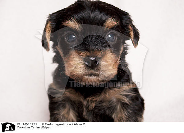 Yorkshire Terrier Welpe / Yorkshire Terrier Puppy / AP-10731